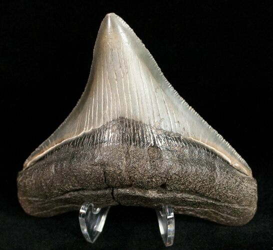 Sharply Serrated Posterior Megalodon Tooth #11985